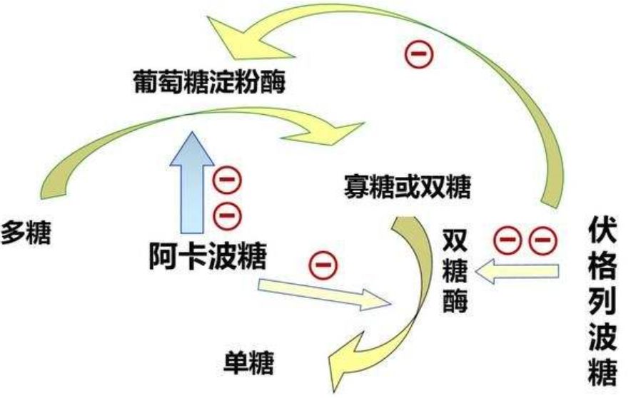 药学科普服用阿卡波糖为什么那么多屁